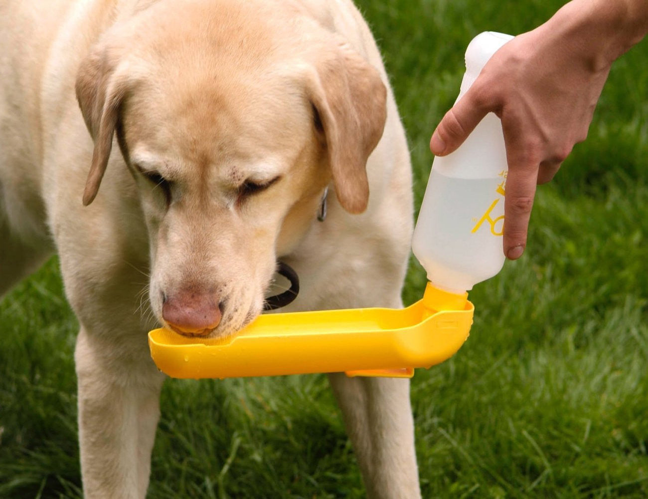 Gulpy Water Dispenser for Pets