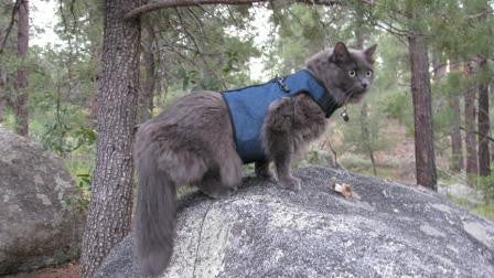 A Review of the Kitty Holster Harness: Secure on the Go - Cats