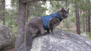 Kitty Holster Cat Harness