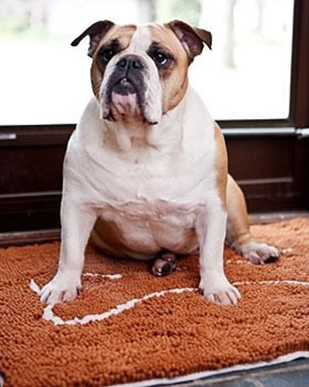 Soggy Doggy Large Microfiber Chenille Doormat - Bone Design